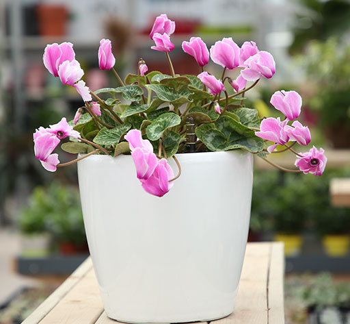 Wholesale decorative garden indoor self watering plastic plant pot