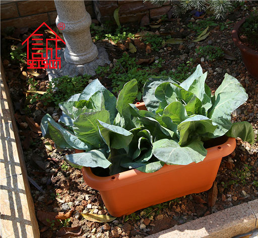 Outdoor large rectangular self watering plastic vegetable planter